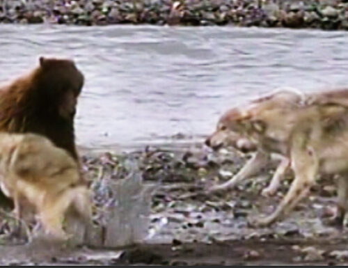 I lupi Nato e l’orso russo